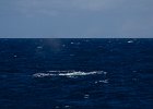 WhaleWatching 019
